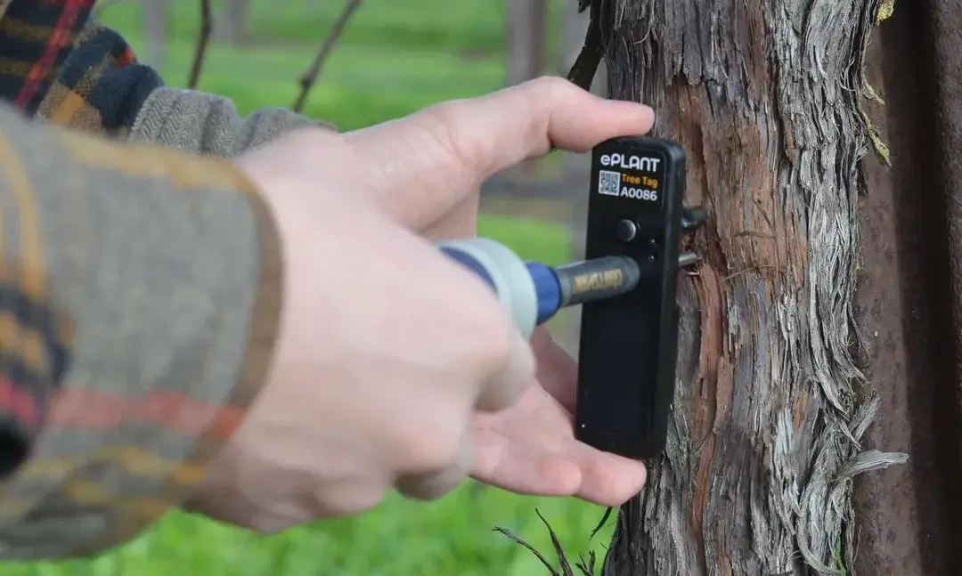Montage van de TreeTag-sensor van PlantData.Live op een boom