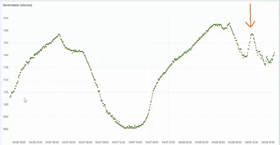 Dagelijks ritme van een dendrometer: een maximum rond zonsopgang, een minimum in de namiddag