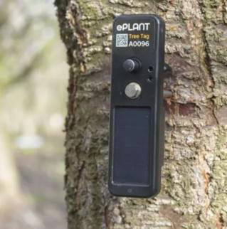 De TreeTag dendrometer van PlantData Live — draadloos, met ingebouwd zonnepaneel — op een boomstam