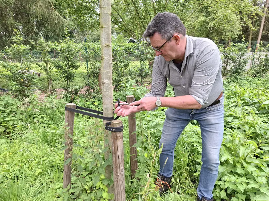 Boomverzorger Bert Janssens monteert een dendrometer op een jonge boom