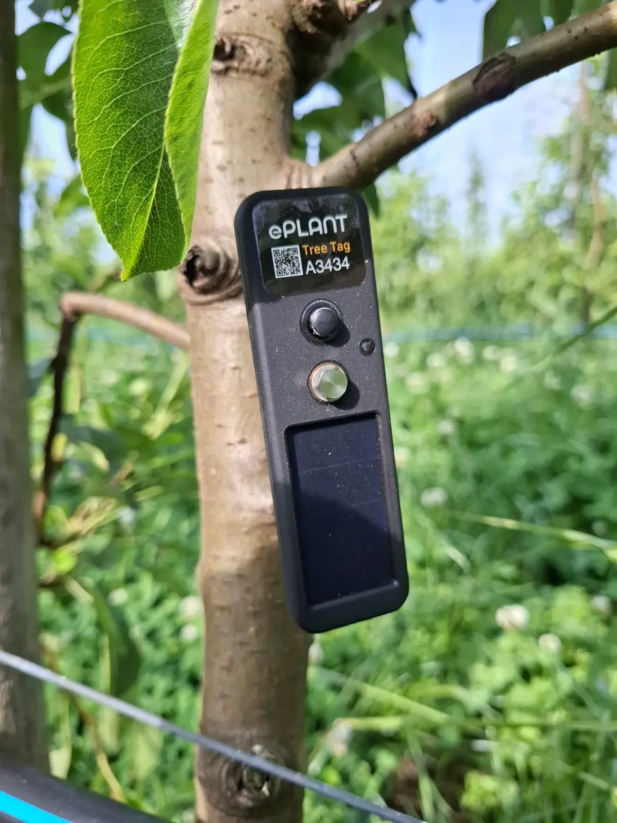 ePlant TreeTag sensor op een fruitboom