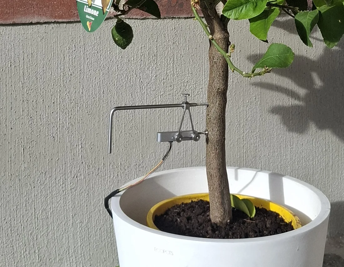 Close-up of a dendrometer on the trunk of a young lemon tree