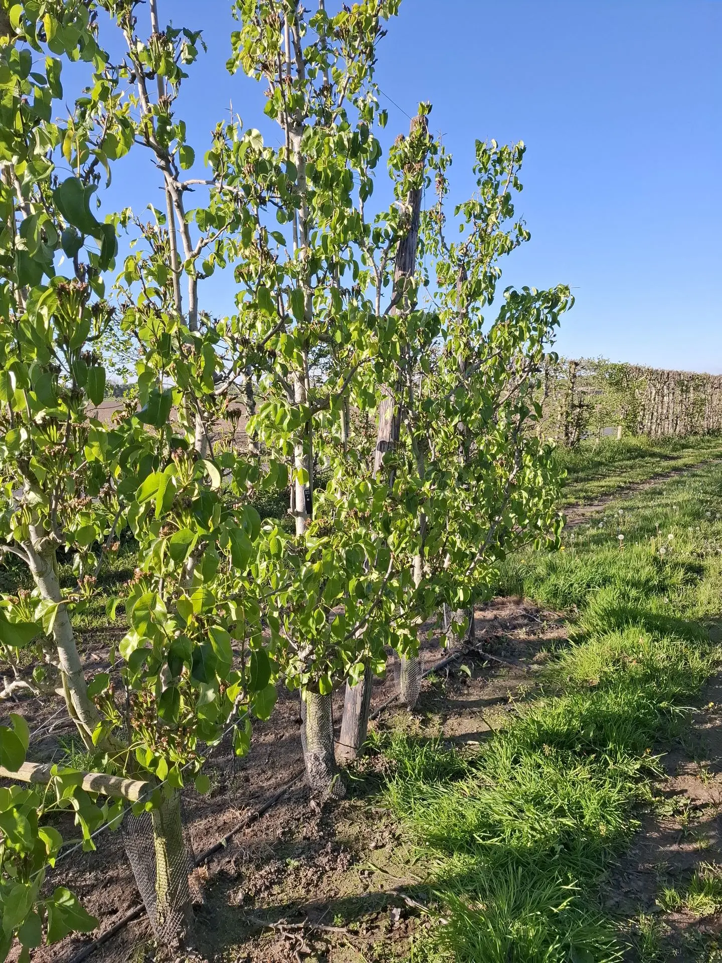 Dendrometer on a tree in a fruit orchard